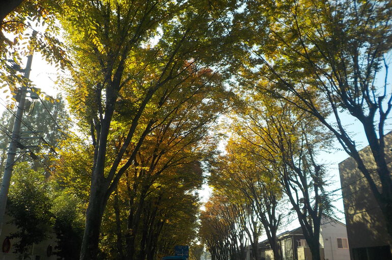 紅葉